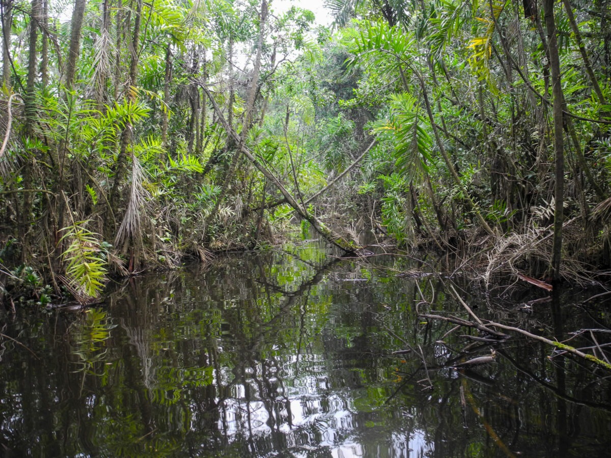 Peatland in the peruvian amazon.
